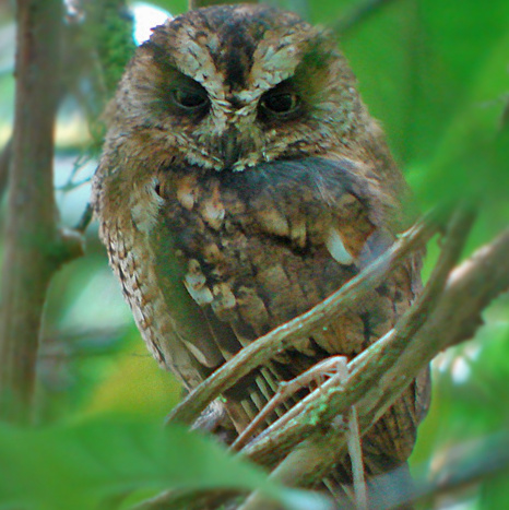 São Tomé Scops Owl