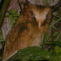 Serendib Scops Owl