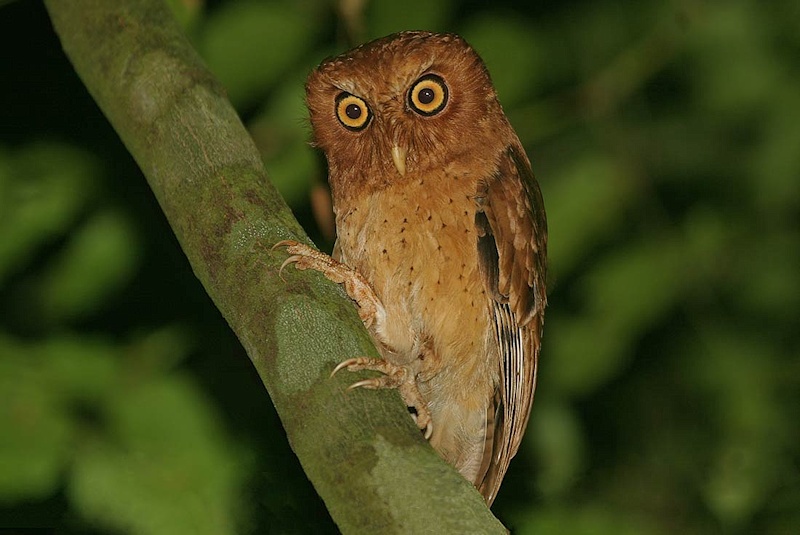 A Beautiful Serendib Scops Owl on a branch by Rob Hutchinson