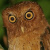 Serendib Scops Owl