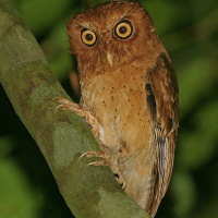 Serendib Scops Owl