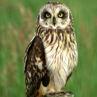 Short-eared Owl