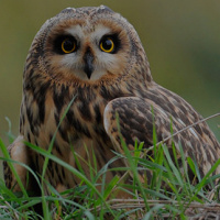 Short-eared Owl