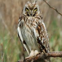 Short-eared Owl