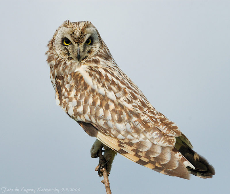 Rear view of a Short-eared Owl perched on a twig looking back by Evgeny Kotelevsky