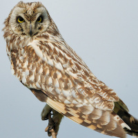 Short-eared Owl