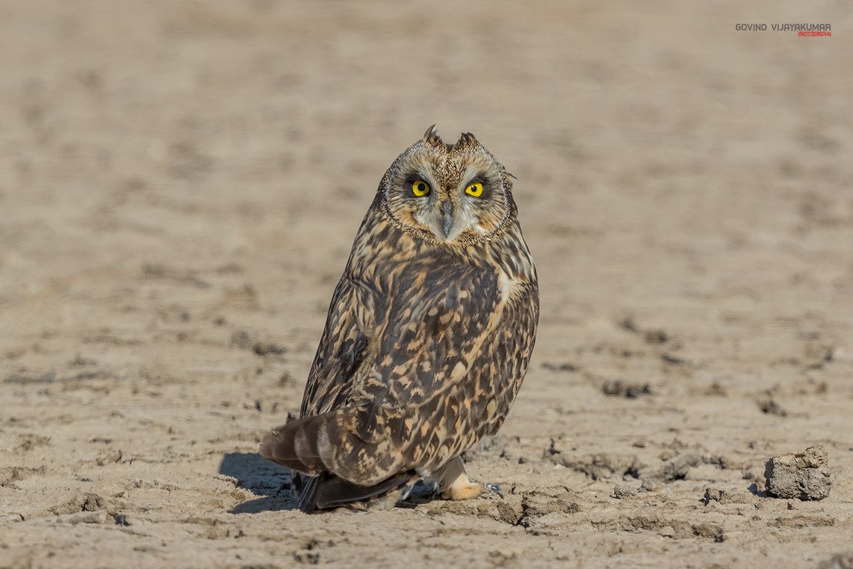 Rear view of a Short-eared Owl on the ground looking back by Govind Vijayakumar