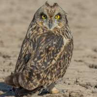 Short-eared Owl