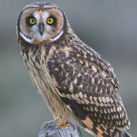 Short-eared Owl