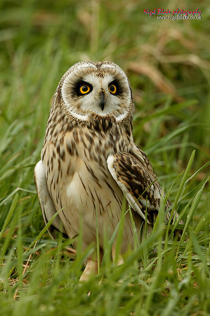 Short-eared Owl standing on the ground in the grass by Nigel Blake