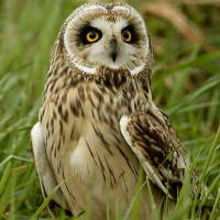 Short-eared Owl