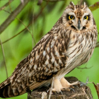 Short-eared Owl