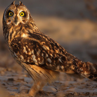 Short-eared Owl