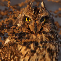 Short-eared Owl