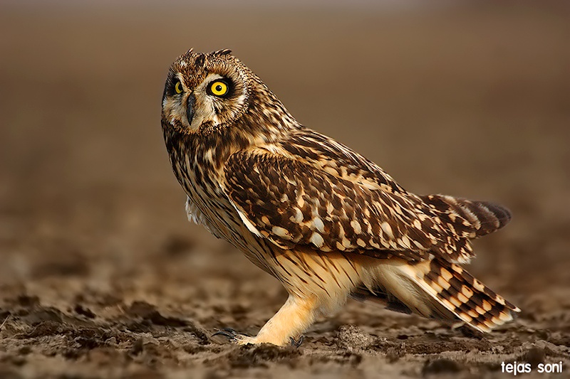 Side view of a Short-eared Owl standing on the ground by Tejas Soni