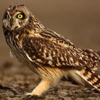 Short-eared Owl