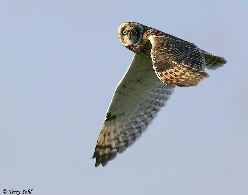 Short-eared Owl flying by while looking at us by Terry Sohl