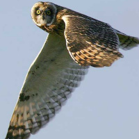 Short-eared Owl