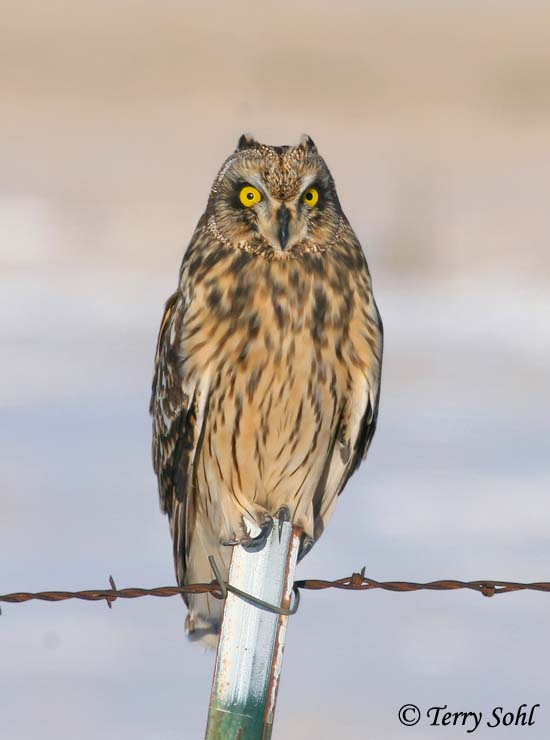 Short-eared Owl perched on a metal fence post by Terry Sohl