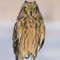 Short-eared Owl