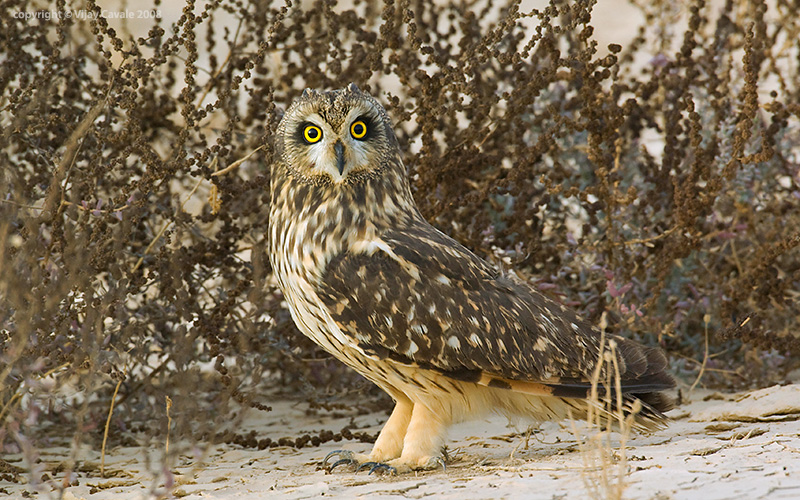 Side view of a Short-eared Owl standing on the ground looking at us by Vijay Cavale