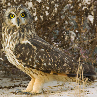 Short-eared Owl