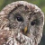 Sichuan Wood Owl
