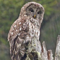 Sichuan Wood Owl