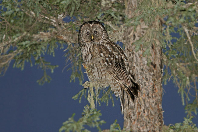 Sichuan Wood Owl perched on a broken branch by James Eaton