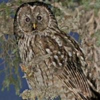 Sichuan Wood Owl