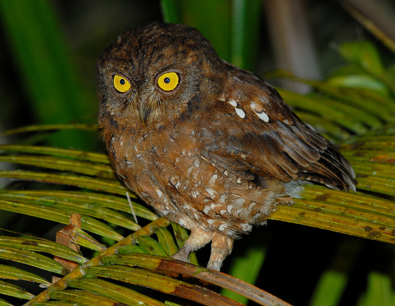 Simeulue Scops Owl standing on the leaves of a palm frond by Bram Demeulemeester