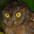 Simeulue Scops Owl