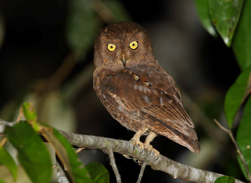 Rear view of a Simeulue Scops Owl standing on a branch looking back by Rob Hutchinson