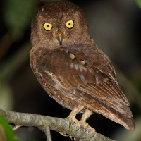 Simeulue Scops Owl
