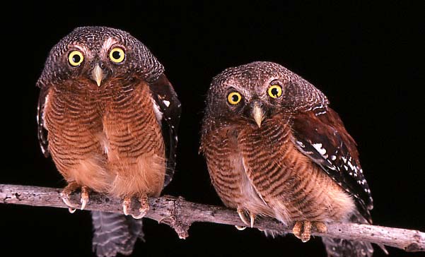 Two Sjöstedt's Barred Owlets perched together on a branch at night by Brian Schmidt