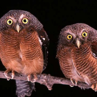 Sjöstedt's Barred Owlet