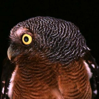 Sjöstedt's Barred Owlet