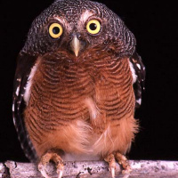 Sjöstedt's Barred Owlet