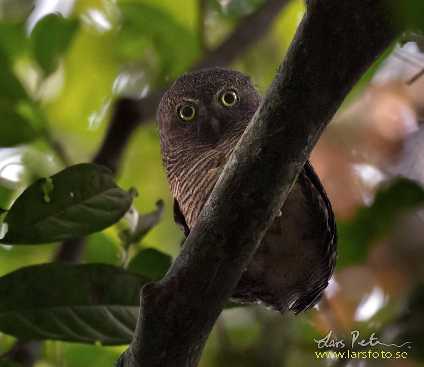 Sjöstedt's Barred Owlet looks down from a branch in the tree canopy by Lars Petersson