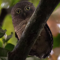 Sjöstedt's Barred Owlet