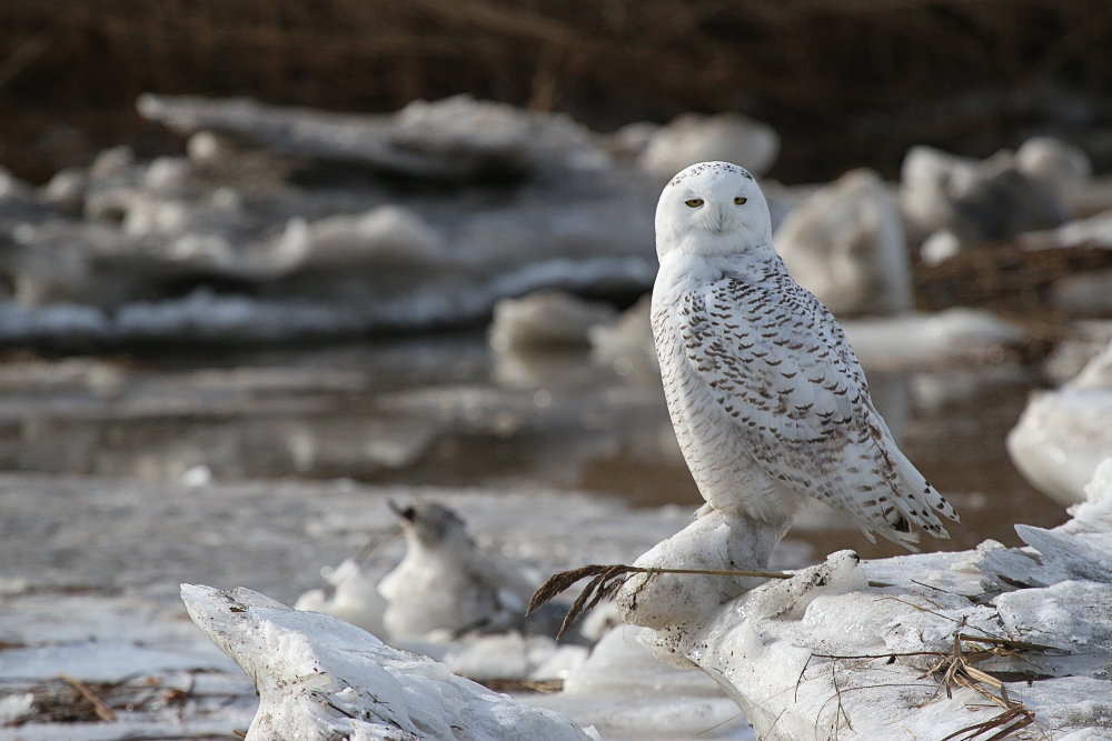 Snowy Owl stands on the snow in front of a stream by Joseph Puleo