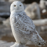 Snowy Owl