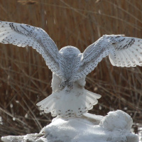 Snowy Owl