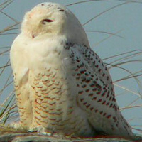 Snowy Owl