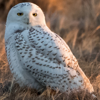 Snowy Owl