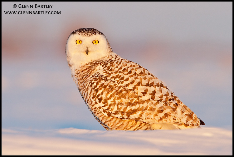 Side view of a Snowy Owl on the snowy ground looking at us by Glenn Bartley