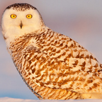 Snowy Owl