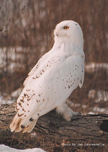 Rear side view of a Snowy Owl looking back by Janice Laurencelle