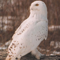 Snowy Owl