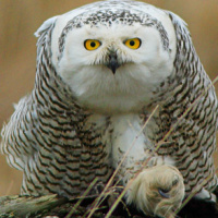 Snowy Owl